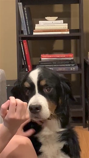 267K views · 4K reactions | Woof you, woof you very much  #afv #dogs #funnyvideos | America's Funniest Home Videos | Facebook