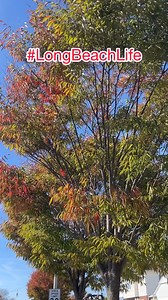 5.7K views · 159 reactions | #longbeachlife #lbny | City of Long Beach, New York (OFFICIAL) | Facebook