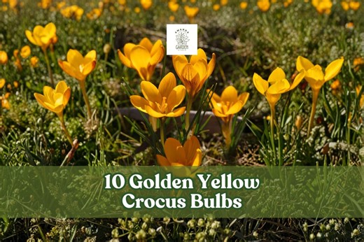 10 Golden Yellow Crocus Bulbs Early Spring Garden Blooms - Etsy