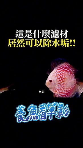 魚缸白白的？只要用這個就能解決！ Fish tank filter material that can remove scale #aquarium #水族 #fishtank #shorts