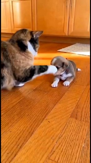 Cat pretending to be innocent 😂😍 #talkingparrot #birds #viralpets #parrot #funnyanimals #funnyparrot #pets #comedyreels #reel #funny | Talk Or Squawk
