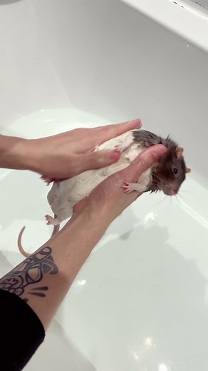 How to Properly Wash and Take Care of Pet Rats