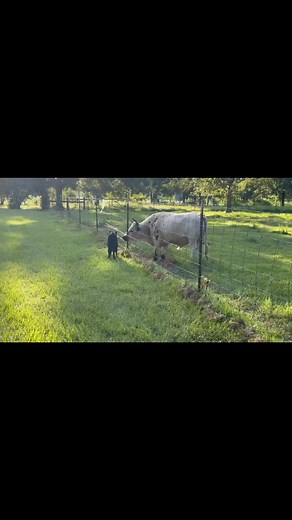 #believeinnranch Primo with his dad #marshallmellow Primo is tiny. #marshallmellow is 39 inches tall😳 | Believe Inn Ranch