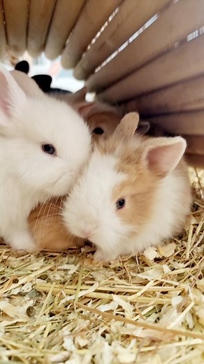 Baby rabbits 🐇 #babyrabbit #dwarf #angora #lionhead #lopeared #rabbit #pet #petsofinstagram #petshowstore | Pet Show Store
