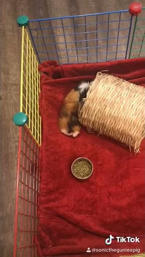 How make a DIY Guinea pig cage