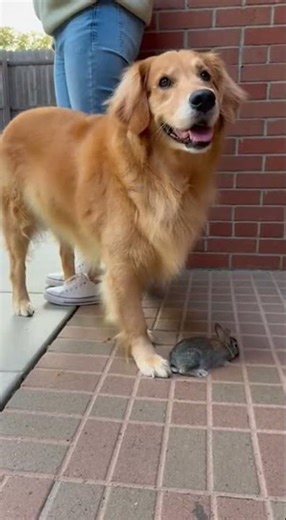 🐕 Golden Retriever Finds Wild Baby Rabbit. What Happens Next...