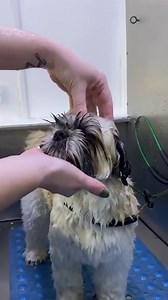 How to wash a shih tzu’s face safely. Take great care to not get water in their nose or mouth. #lovemud #dogbath #shihtzu #doggroomeruk #doggroomingtips #puppy | Lovemud Dog Lady
