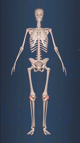 Largest joint in human body #everyone
