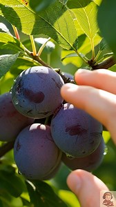 The Most Relaxing Plum ASMR You’ll See Today #Plum #ASMR #OddlySatisfying #FruitShorts #Relaxing | Rocky ASMR