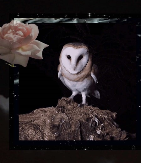 Incomplete Owl Aesthetic GIF Edit