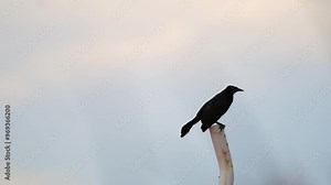 a lone crow poses on a rusty pipe in a blue sky