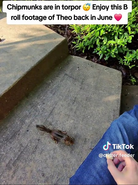 I am missing my morning feedings with the chippies in torpor. I hope everyone has a wonderful day ❤️ #chipmunks #foryoupage #wildlife #handfeeding #love