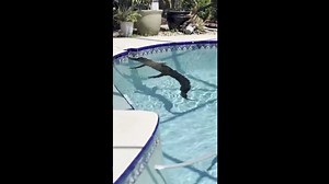 Trappers remove 8-foot alligator swimming in a Florida pool