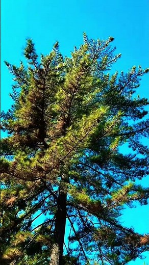井草八幡宮。一万坪の杜に鎮座する、縄文の記憶を宿す不屈の聖域。源頼朝公も祈った、凛とした勝運の神気。 The Forest of Eternity: Igusa Hachimangu.