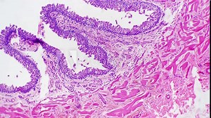 Section of human urethra filmed with 200 times magnification under microscope on bright field. Pattern of urogenital organ which serves for removing urine. Learning anatomy in lab at biology lessons