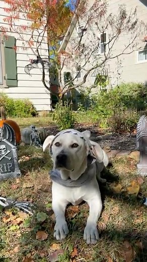 Halloween Safety Tips