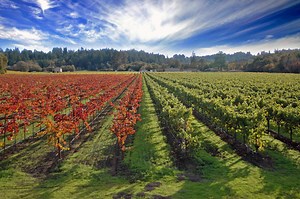 Sebastopol Travel Guide - Expert Picks for your Vacation