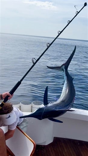 2.4M views · 258 reactions | Taxed by a Marlin! The Slow Motion is Crazy.  @chasing_nature16 - Fishing can be a dangerous game. Thankfully @thomasarendall is ok. Taxman Gear! ‍☠️ fuckthetaxman.com #fishing #marlin #billfish | Fk The Taxman | Facebook