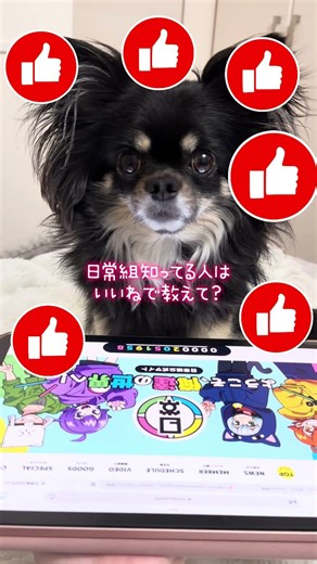 @Nichijo_Gumi I asked my dog, who loves handsome guys, who her favorite is #Chihuahua #LifeWithDo...