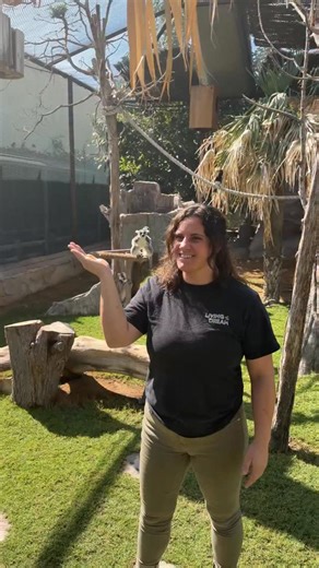 Ring tailed lemurs are one of the most recognizable primates in the world, known for their striking black and white striped tails and bright, expressive eyes 🖤🤍 Native to Madagascar, they live in social groups called troops that can include up to 30 individuals. What makes them especially unique is their matriarchal society. Females are dominant over males and lead the group, gaining first access to food and making key social decisions They communicate through vocalizations, scent marking, and