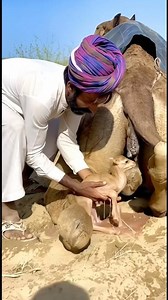 وُلِدَ جملٌ على رمال الصحراء. تبنى رجلٌ جملًا صغيرًا.A camel gave birth naturally in the desert.