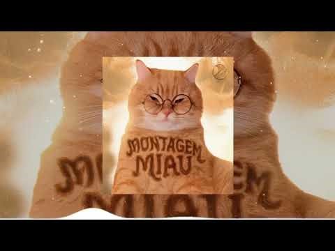 Oh my little kitty, meow meow - Poor little kitty
