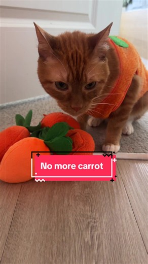 Carrot for Cats: Should You Stop Feeding Carrots to Your Cat?