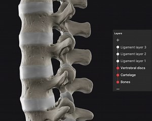 Anatomy Standard on Instagram: "Explore and demonstrate the anatomy and biomechanics of vertebral discs and ligaments - visit the link in profile for more information about the application. Video captured from the application - Biomechanics of the Spine. #biomechanics #anatomystandard #lumbarspine #ligaments #intervertebraldisc #disc #ligaments #anatomystandard #3dmedical #anatomyandphysiology #articularcapsule"