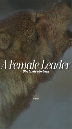 WILDERNESS on Instagram: "In the frozen wild, it’s the female wolf who often leads the hunt— tracking, coordinating, and enduring for hours. Through blood, snow, and strategy… the bison finally goes down. 🎬 Credit goes to the respective owners no copyright infringement intended. (Wildlife, Animals, Birds, Nature, Fish, Photography, Sea, Videography, Wild animals, Predator, Prey, Documentary, Ocean, Wolf, Fox, Leader)"