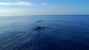 13K views · 307 reactions | After a few quiet months the wild whales and dolphins of the Canary Islands are probably looking forward to a few visitors :-) | Canary Islands | Facebook