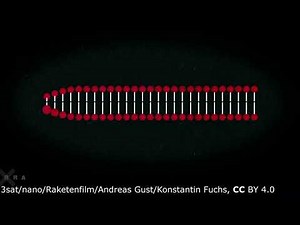 4. Amplification des séquences ADN par la PCR et analyse par électrophorèse