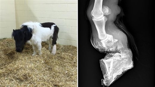 After this miniature horse was savagely attacked, his owner thought he’d never walk again