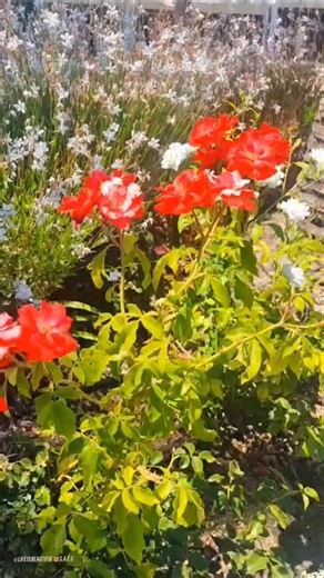 🌿 Feel the Calm – Beautiful Flowers Garden Tour with Birds & Wind" #nature
