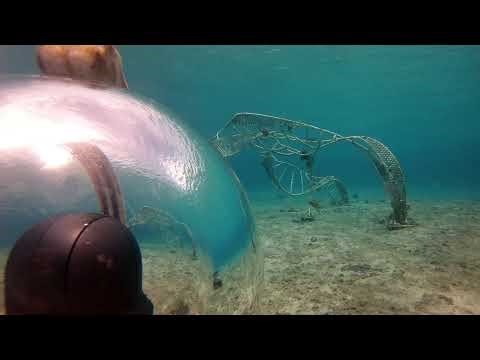 Living Sea Sculpture Live Stream