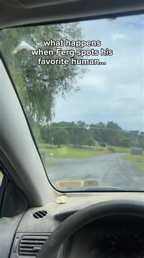 Have you ever had the chance to meet Ferguson the sheep? As one of our “Underfoot” (free-roaming) residents, he’s known by guests and staff alike as our greeter of the grounds, always approaching groups of people with joy and curiosity. He’s a very special sheep and we’re lucky to know him! 🐑💙 #funnyanimals #sheeprescue #hudsonvalley #animalsanctuary | Catskill Animal Sanctuary