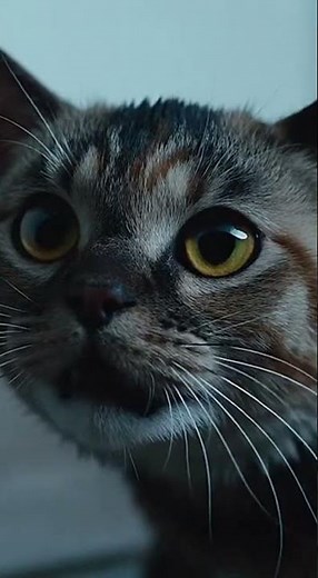 Whiskers in the Wind | Sound Effect #soundeffect #horror