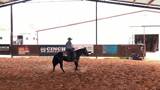 1.9K views · 55 reactions |  Midnight  5 yr old mare x Hydrive Cat | LS Performance Horses | Facebook