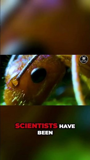 The Mind-Control Mystery of Cordyceps Fungus Revealed! #facts