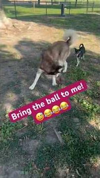 Learning Catch Ball ⚽️ 🏀 🏈 #dogs #dogpark #dogplaytime #dogball #dog #doglife #perros