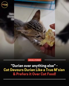 Its owner, Mjkenali, told WORLD OF BUZZ that the kitten used to be a stray before he took him in and over time, he noticed that Koben developed a fondness for durian 😻 Full article🔗: https://worldofbuzz.com/durian-over-anything-else-cat-devours-durian-like-a-true-msian-prefers-it-over-cat-food/ | WORLD OF BUZZ