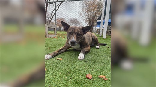 Adorable shepherd mix named Bindi needs a home
