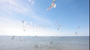 Feeding a flock of gulls, a group of gulls fighting for food at sea
