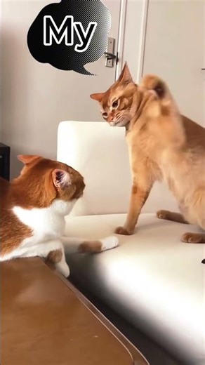 "10 Cat Punches in 6 Seconds 😼💥"