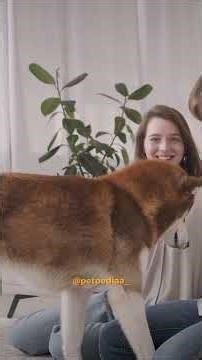 watch full video #petpediaa #siberianhusky