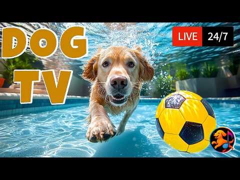 24/7 🔴 Dog TV for Dogs to Watch 🐶🎵 BEST Videos for Dogs & Reduce Stress Music for Pets Home Alone