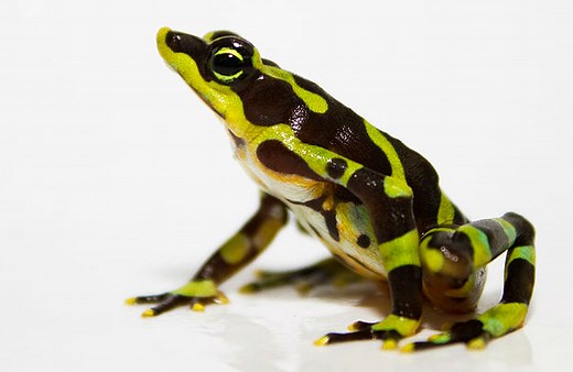 World’s Grooviest Endangered Frog Bred in Captivity for First Time