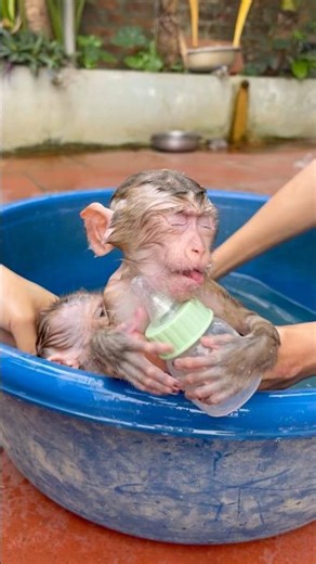 Dad gave Susu and NaNa a good bath before taking them to the market.😍