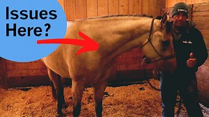 I have been recording and discussing her odd movement with you as I find the source of the issue. Here is some more information that I know. | Tim Anderson Horse Training