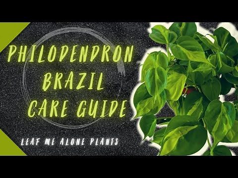 Philodendron Brazil Plant Care Guide - For Beginners