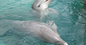 NOVA scienceNOW: How Smart Are Animals?